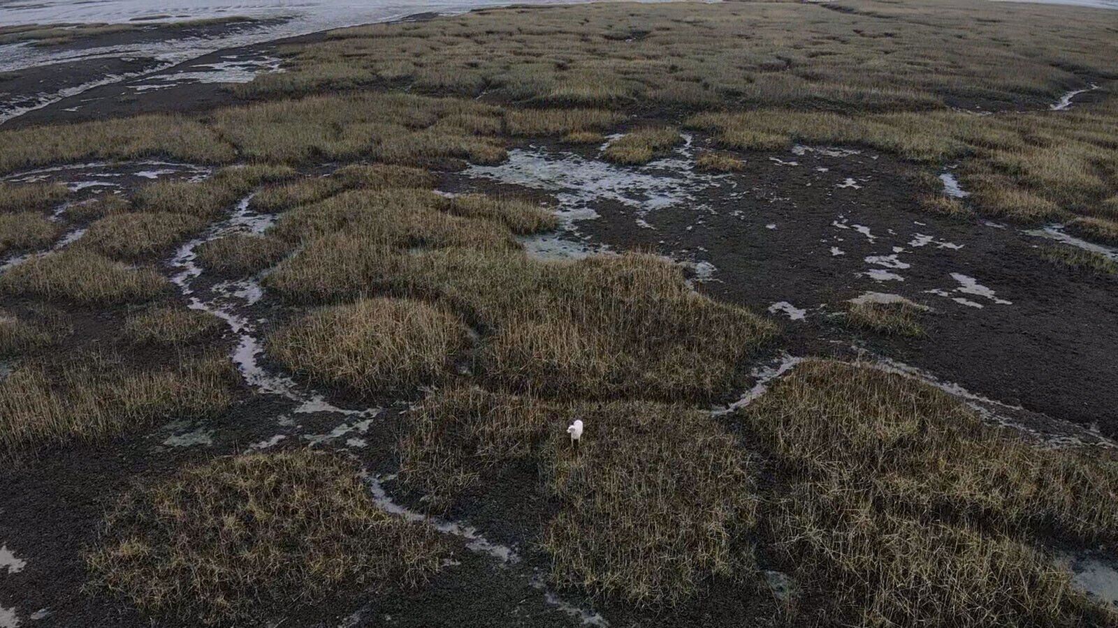 Stranded dog lured to safety by sausage dangling from a drone